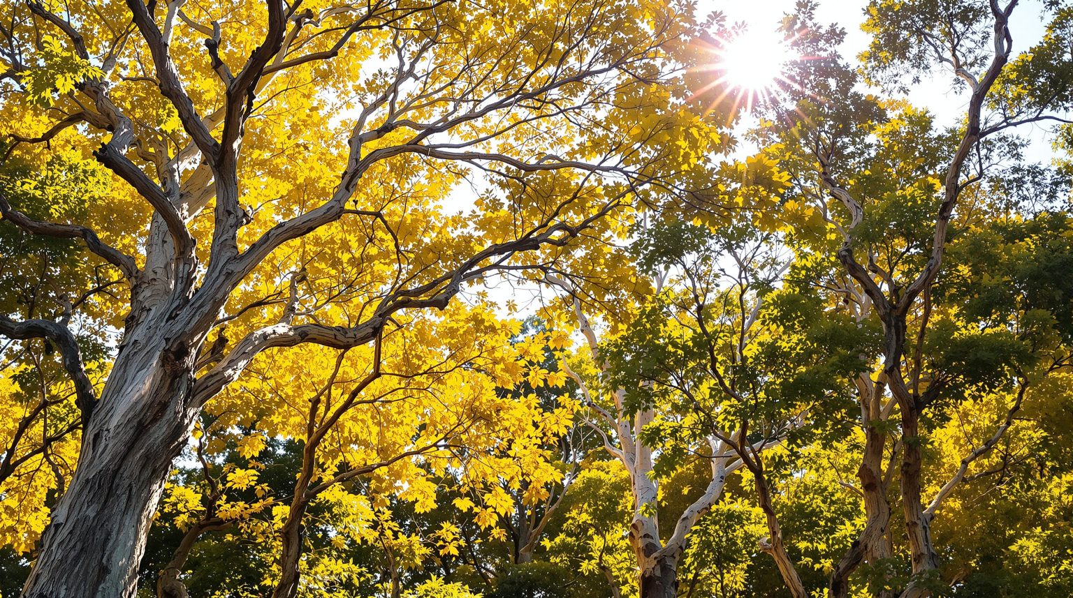 Maladie eucalyptus : découvrez les causes, symptômes et solutions pour protéger vos arbres